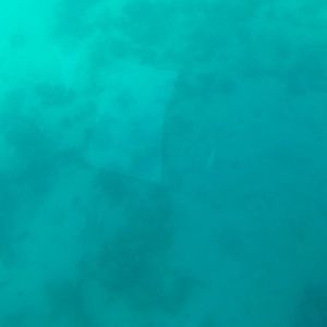 Meet your Posher, Abigail